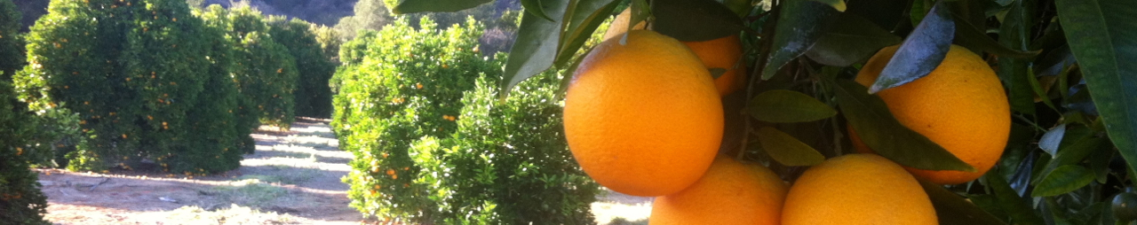 summer camp oranges ojai
